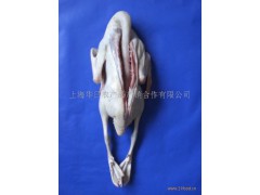 开背光鸭图2