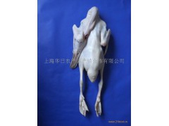 光鸭图2