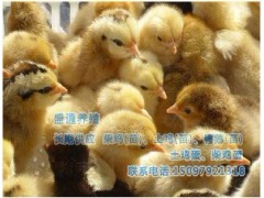 供应柴鸡苗图2