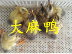 常年供应鹅苗鸭苗图2