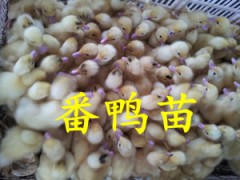 常年供应鹅苗鸭苗图2