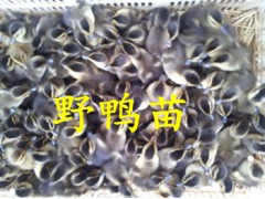 常年供应鹅苗鸭苗图2