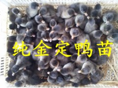 常年供应鹅苗鸭苗图2