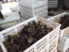 沭阳顺民孵化场供应金定鸭苗，江南1,2号，鸭苗价格，优质图2