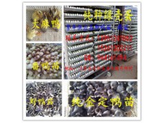 供应纯正金锭鸭苗，品种纯正，百分之百绿壳蛋，清一色图3