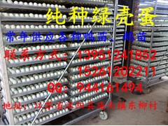 低价供应各种品种鸭苗，鹅苗，价格优惠，质量优质，都在这里图3