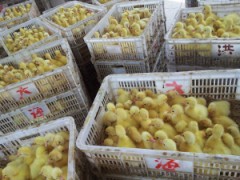 那里鸭苗便宜，供应价格优惠的鸭苗鹅苗，沭阳鸭苗价格图2
