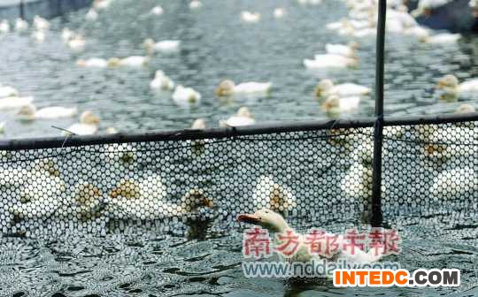 饲料涨价，出栏价大跌，番禺思贤村养鸭业遭遇2007年鸭瘟以来最大危机。