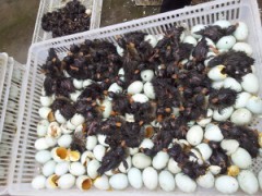 那里鸭苗便宜，供应价格优惠的鸭苗鹅苗，沭阳鸭苗价格图2