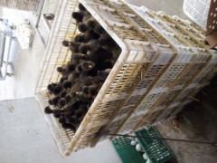 供应大量金锭鸭苗，价格优惠，清一色绿壳，百分之百金锭图2