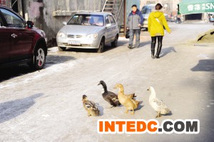 本报讯 （记者张清云文/摄） 近日，哈市道外区东顺街上的居民向记者反映，附近居民在屋前屋后饲养鸭子，附近环境十分糟糕。