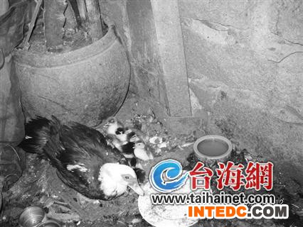 前天凌晨,住在彭厝社区的彭阿姨,睡前又溜到后院给已经孵蛋一个多月的母鸭喂食,没想到正巧赶上了小鸭子们破壳。