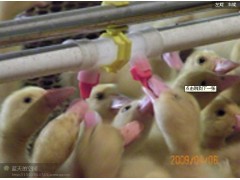 养鸭专用自动水线料线设备图3