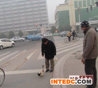 西清公园附近,一位遛鸭子的先生引得行人纷纷驻足 西清公园附近,一位遛鸭子的先生引得行人纷纷驻足