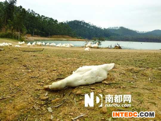 <p>    廉江河唇镇和吉水镇交界处鸭场数千只鸭相继死亡。 南都记者 周松柏 摄</p>