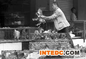 江宁天印山农贸市场,活禽已经悄悄开卖 现代快报记者 辛一 摄
