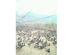 现有65天麻鸭4000多羽，预已出售图2