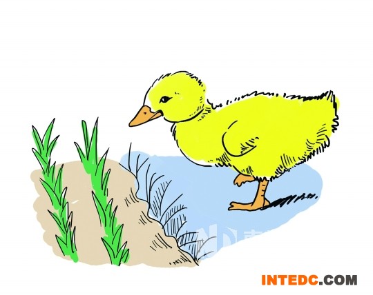 <p>3</p><p>10-15天后，稻苗扎根稳固，开始放鸭苗下田</p>