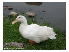 供应家禽免疫促长剂1号图2