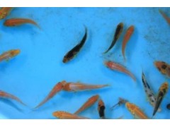 黄鳝、泥鳅、虾蟹、甲鱼类水产促长剂图2