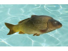冷温水鱼类水产免疫促长剂图2