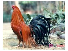 家禽免疫促长剂图2