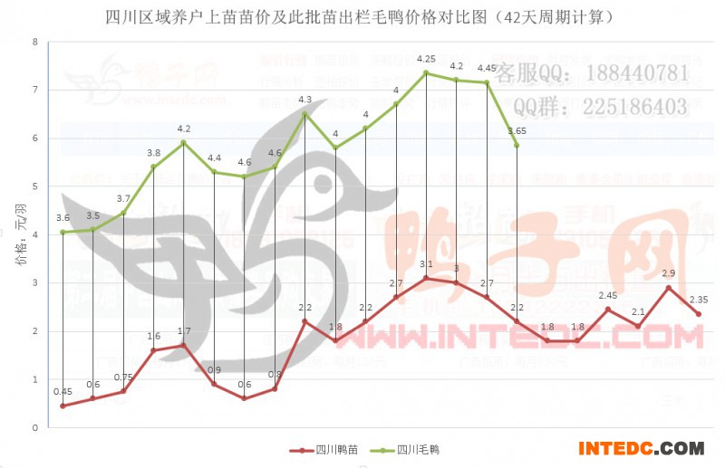 四川区域养户上苗苗价及此批苗出栏毛鸭价格对比图