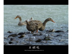 常年供应麻鸭和花边鸭毛鸭与白条鸭、鲜鸭蛋、熟食产品、休闲产品图3
