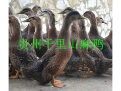 常年供应麻鸭和花边鸭毛鸭与白条鸭电话15285254855图3