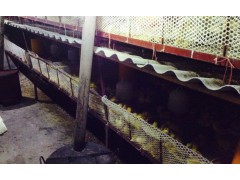 本场长期出售花边鸭（麻鸭）。2kg-3kg/只图3