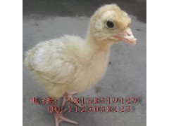 销售火鸡，农副产品图2