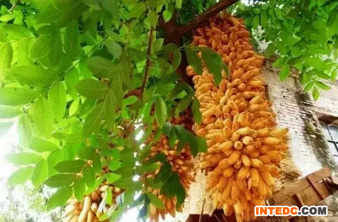 补贴&ldquo;加码&rdquo;玉米市场仍难&ldquo;阴转晴&rdquo;