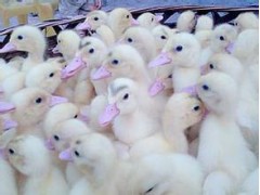厂家薄利直销优质的 生态番鸭苗，品种纯正图2