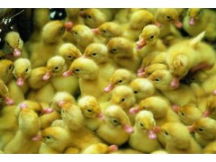 厂家薄利直销著名优良品种北京鸭苗图2