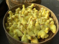 厂家薄利直销优质绍兴鸭苗图2