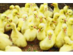 厂家薄利直销江南1号鸭苗图2