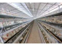 高智能全自动化生产线肉鸡养殖大棚出租图2