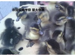 批发四点花大麻鸭苗图2