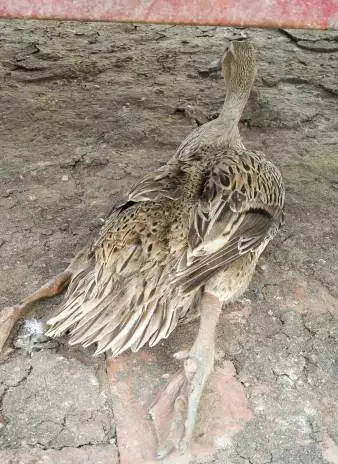 鱼塘“死鱼”给鸭带来的危险