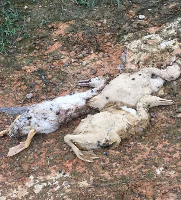鱼塘“死鱼”给鸭带来的危险