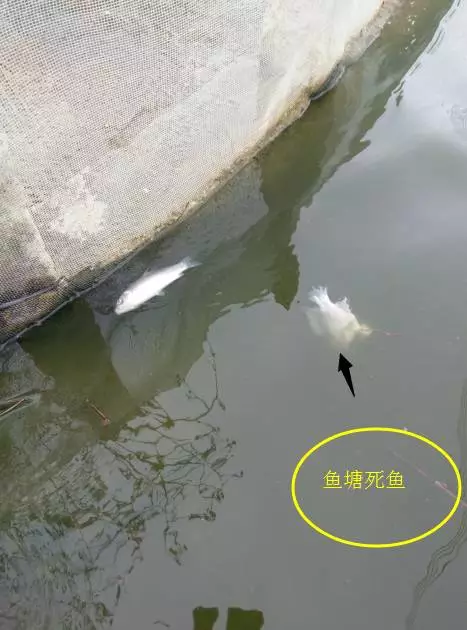 鱼塘“死鱼”给鸭带来的危险