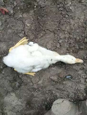 鱼塘“死鱼”给鸭带来的危险