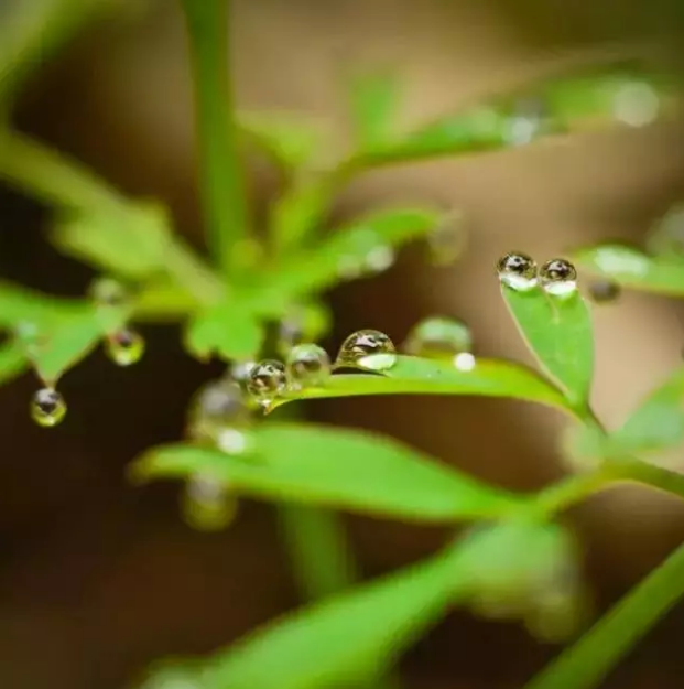 中国的农业到底死于谁的手里？？？