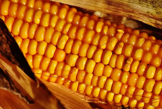 警惕丨玉米市场正在悄悄变化
