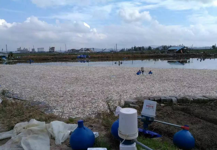 珠海死鱼已超2千万斤，损失过亿！多地养户守塘3天3夜仍停电，鱼虾死亡或翻倍！