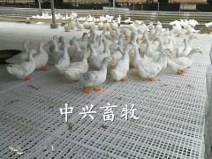 养鸭漏粪板 鸭棚用垫板 鸡网床 鹅用漏粪板直销图2