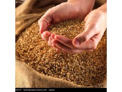 成都酿酒公司求购大量玉米·高粱·木薯淀粉·小麦·糯米现款图1