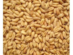 成都酿酒公司长期现款求购小麦碎米糯米木薯淀粉玉米高粱