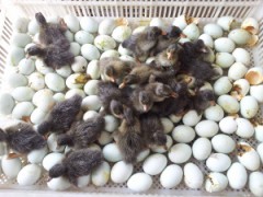 供应清壳2,3号，品种纯正，价格优惠,快来抢购图1