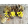 价格优惠的大麻鸭供应了，大麻鸭价格，优质鸭苗